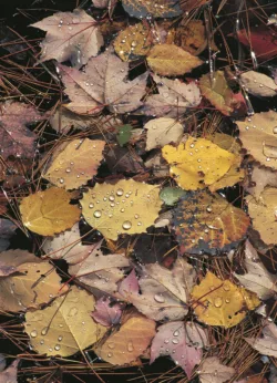 Leafdrop wrap - 25 sheets Leafdrop wrap - 25 sheets