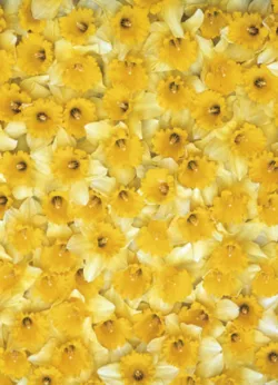 Daffodils gift-wrap with gift tag x 25 Daffodils wrap - 25 sheets