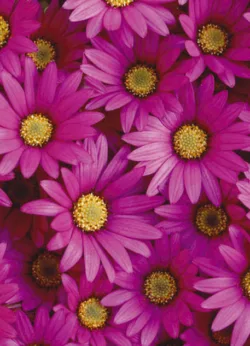 Pink Daisy gift-wrap with gift tag x 25 Pink Daisy wrap - 25 sheets