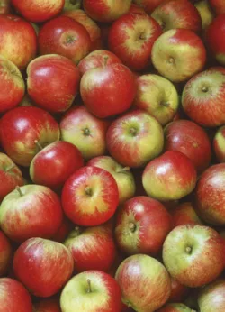 Apples gift-wrap with gift tag x 25 Apples wrap - 25 sheets