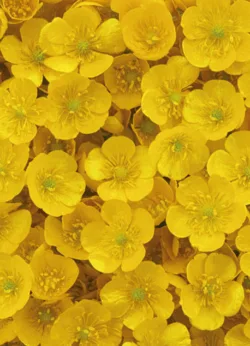 Buttercups gift-wrap with gift tag x 25 Buttercups wrap - 25 sheets
