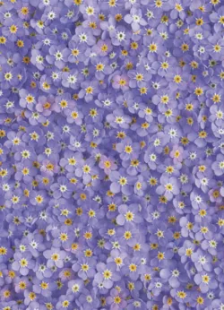 Footy gift-wrap with gift tag x 25 Forget-me-not wrap - 25 sheets