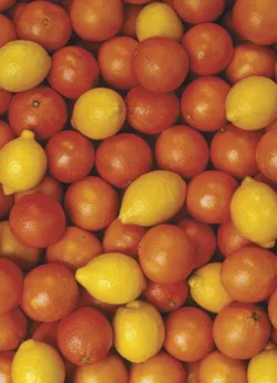 Leaflight gift-wrap with gift tag x 25 Orange & lemons wrap - 25 sheets
