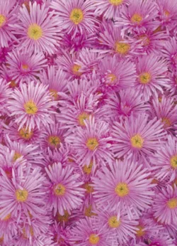 Pink Daisy gift-wrap with gift tag x 25 Pink Aster wrap - 25 sheets