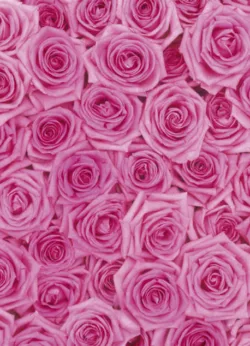 Pink Daisy gift-wrap with gift tag x 25 Pink Rose wrap - 25 sheets