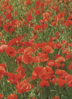 Playing Cards gift-wrap with gift tag x 25 Poppies wrap - 25 sheets