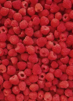 Raspberries gift-wrap with gift tag x 25 Raspberries wrap - 25 sheets