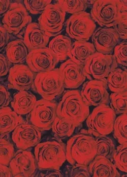 Raspberries gift-wrap with gift tag x 25 Red Rose wrap - 25 sheets