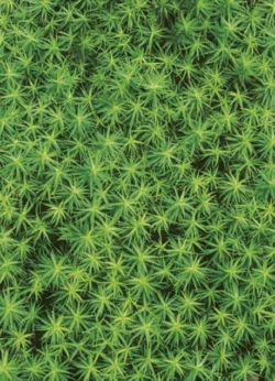 Spikey Moss gift-wrap with gift tag x 25 Spikey Moss wrap - 25 sheets