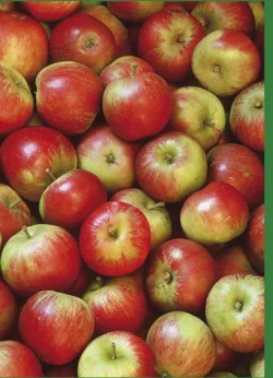 Apples greetings Cards x 6