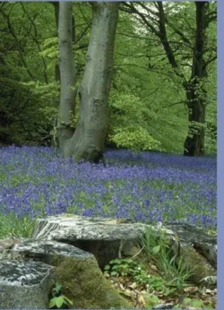 Bluebell Woods Greetings Cards x 6 Bluebell Woods Greetings Cards x 6