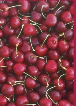 Cherries Greetings Cards x 6 Cherries Greetings Cards x 6