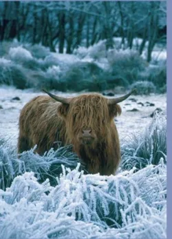 Cowld Greetings Cards x 6
