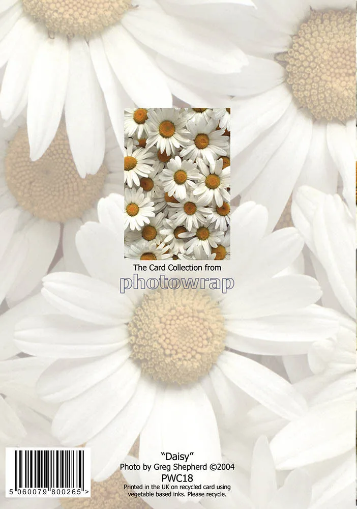 Daisy Greetings Cards x 6 Daisy Greetings Cards x 6