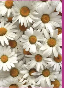 Daisy Greetings Cards x 6 Daisy Greetings Cards x 6