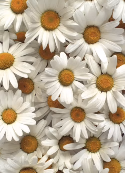Daisy Greetings Cards x 6 Daisy wrap - 25 sheets