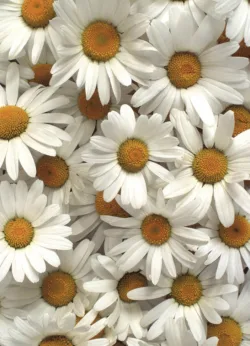 Daisy Greetings Cards x 6 Daisy wrap - 25 sheets