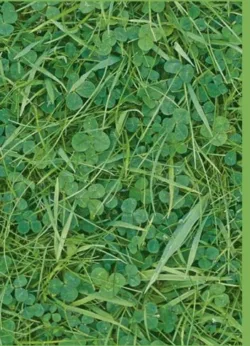 Grass Greetings Cards x 6 Grass Greetings Cards x 6