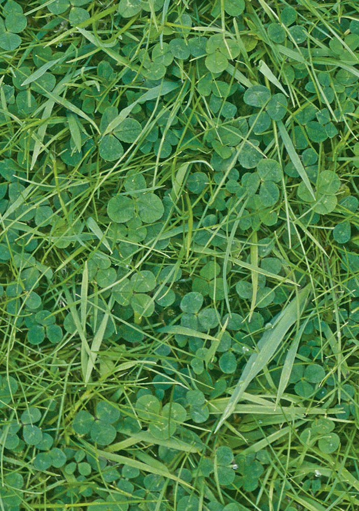 Grass Greetings Cards x 6 Grass Greetings Cards x 6