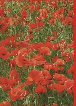 Poppies Greetings Cards x 6 Poppies Greetings Cards x 6