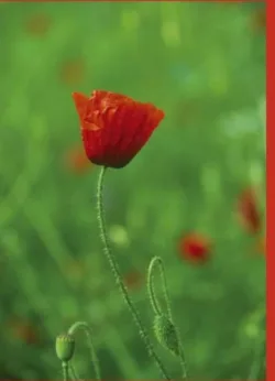 Poppy Greetings Cards x 6 Poppy Greetings Cards x 6