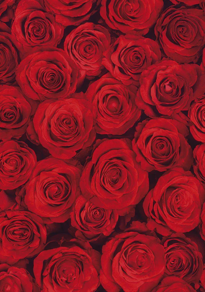 Red Roses Greetings Cards x 6