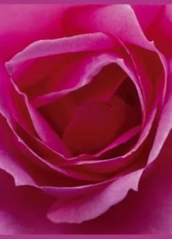 Rose Greetings Cards x 6