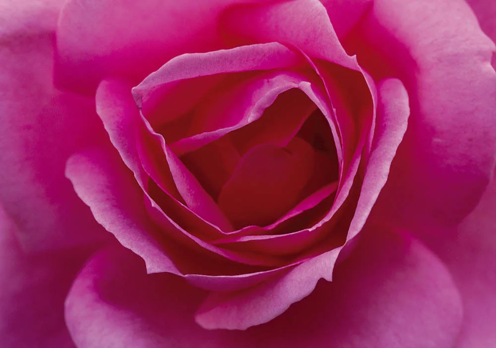 Rose Greetings Cards x 6