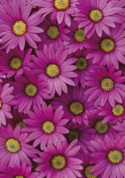Pink Daisy Greetings Cards x 6 Pink Daisy Greetings Cards x 6