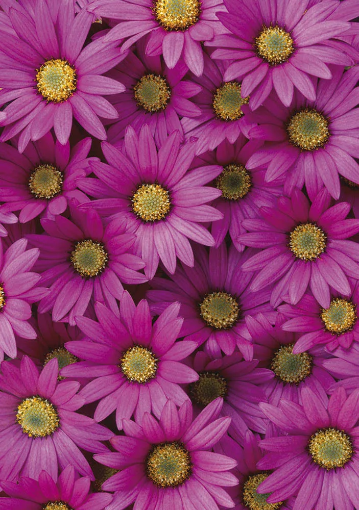 Pink Daisy Greetings Cards x 6 Pink Daisy Greetings Cards x 6