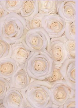 White Rose Greetings Cards x 6