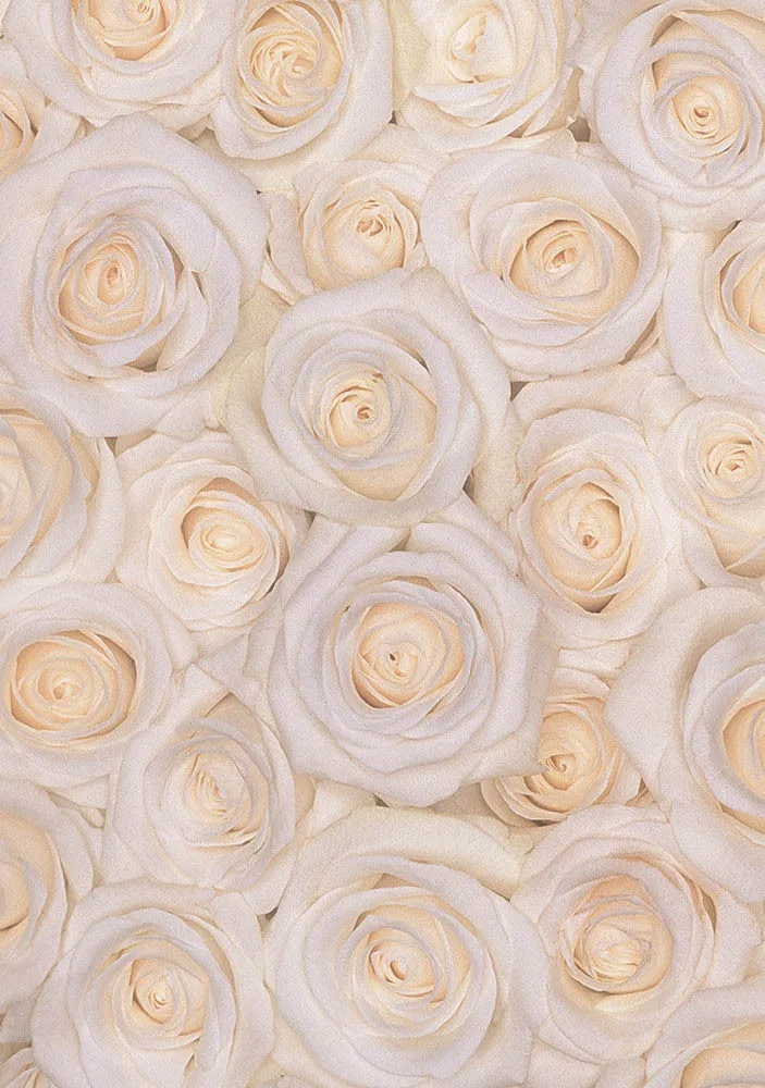 White Rose Greetings Cards x 6