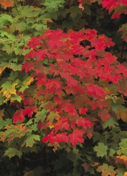 Maple Wrap - 25 sheets Maple Wrap - 25 sheets