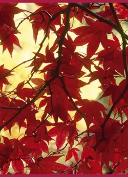 Acer greetings Cards x 6