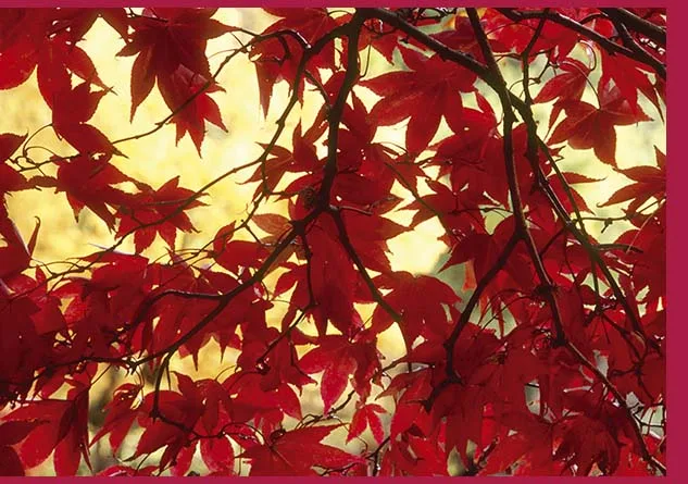 Acer greetings Cards x 6