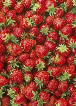 Strawberries Gift Wrap - 25 sheets