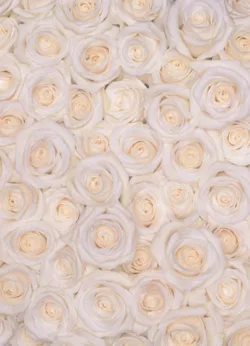 white rose gift-wrap with gift tag x 25 White Roses Gift Wrap - 25 sheets
