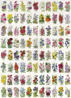 Holly & Ivy Gift Wrap - 25 sheets Flowers Gift Wrap - 25 sheets