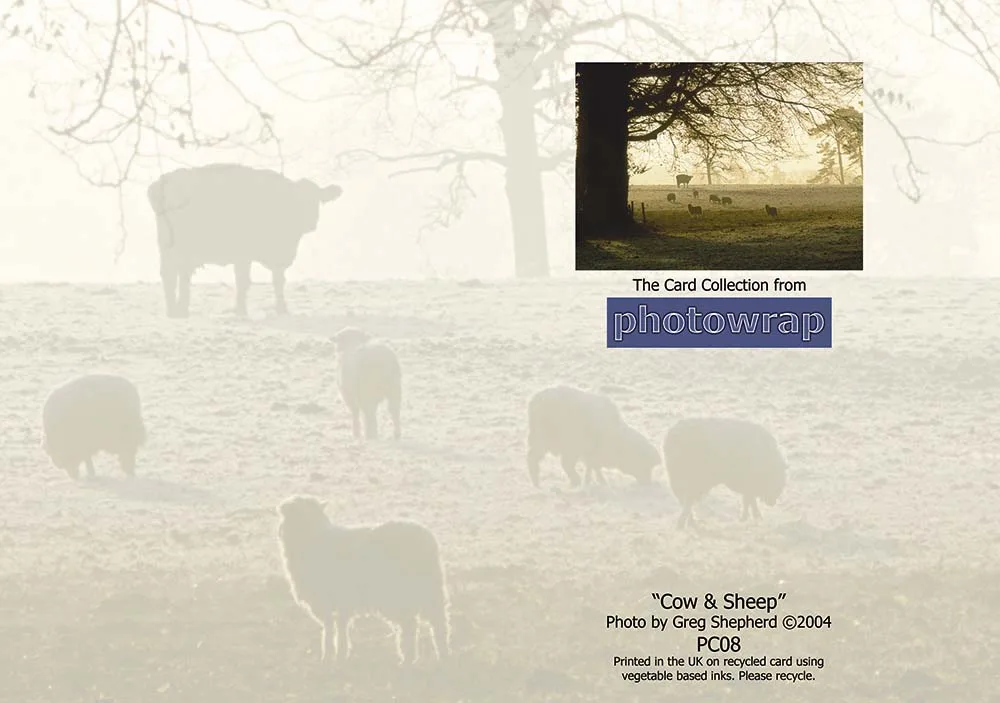 Cow & Sheep Greetings Cards x 6