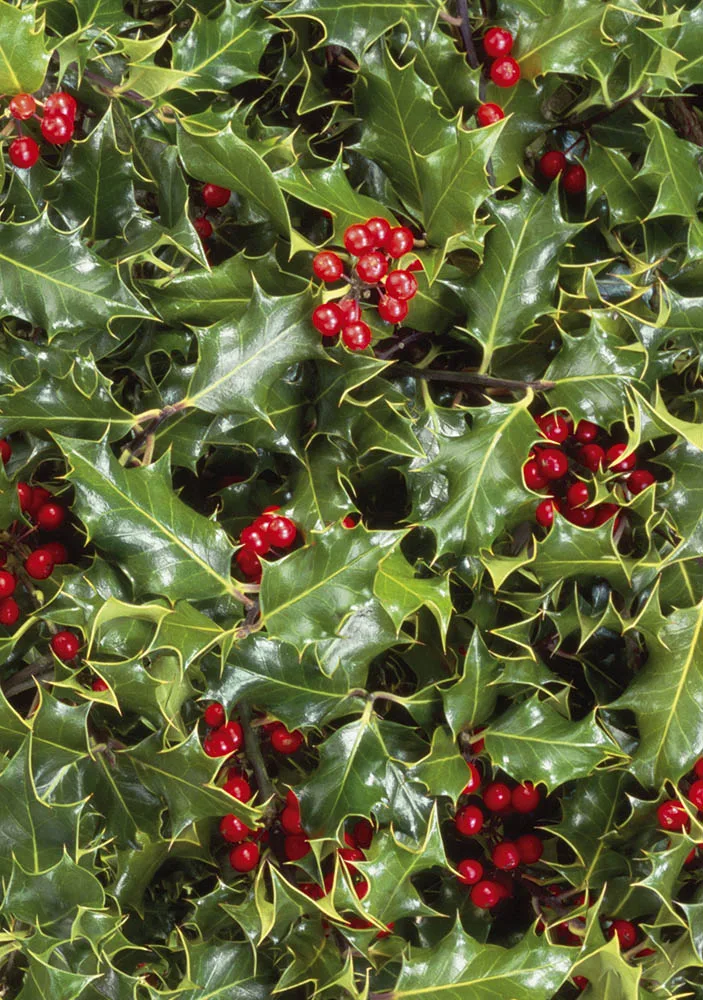 Holly Greetings Cards x 6 Holly Greetings Cards x 6