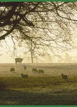 Cow & Sheep Greetings Cards x 6